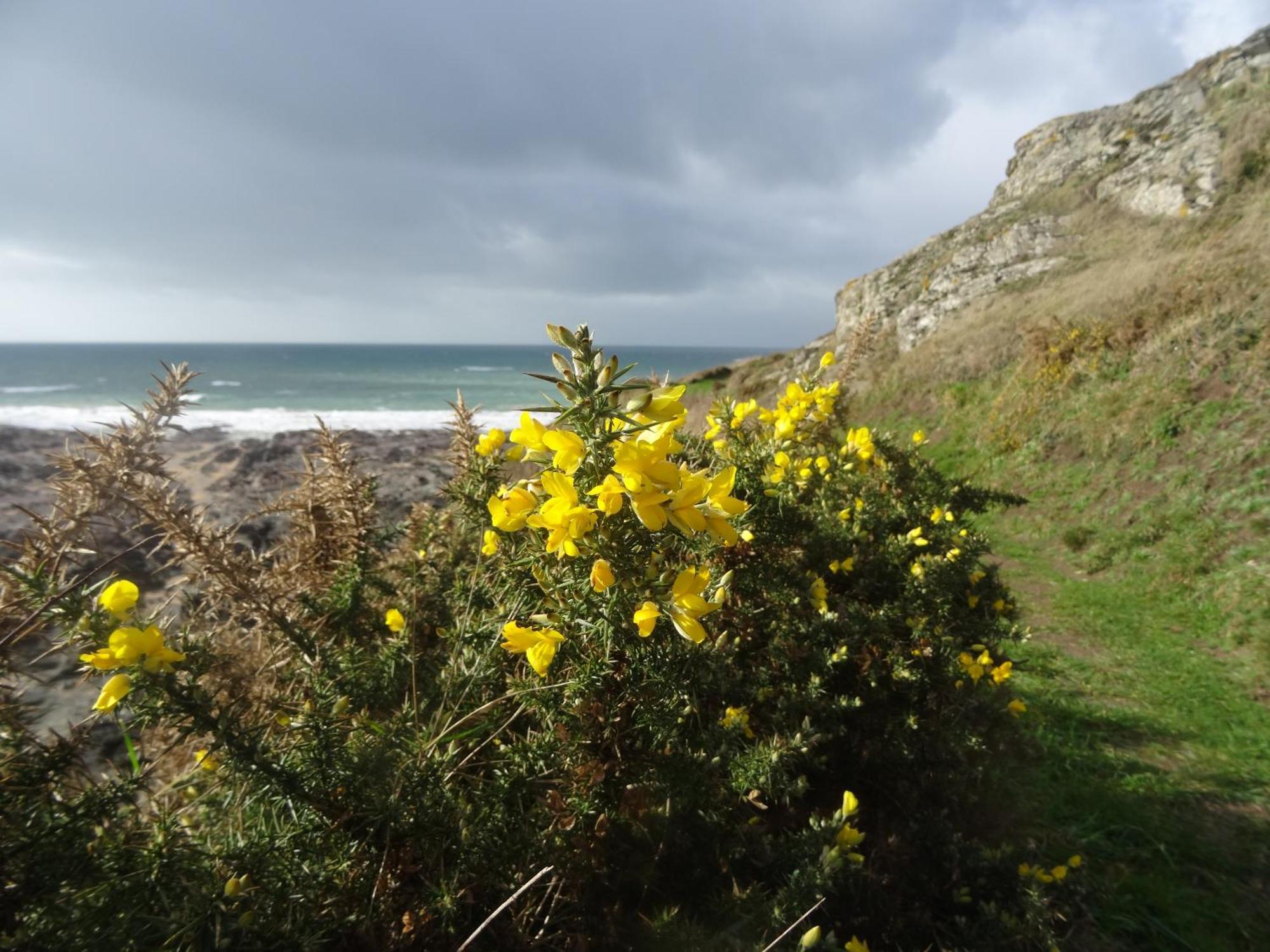 Gite "Rose Des Sables" - 800M De La Plage De Surtainville, Proche Commerces - Piscine En Juillet Et Aout Luaran gambar